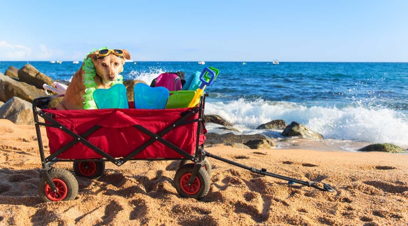 Top 10 Best Folding Wagon Cart for Anything Carrying Around